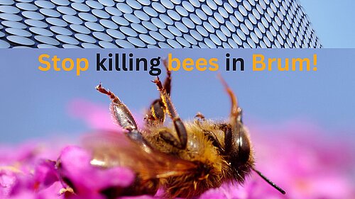 Bees on a flower by the Bullring
